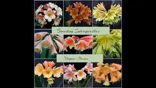 Breeding interspecific clivias at Utopia Clivias