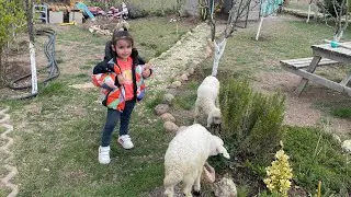 Hobi Bahçesinde Kuzu Bakılırmı deneyelim 🤔8 Nisan 2024
