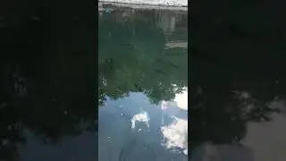 Рыбкиш,в селе Ведено-Эшилхатой🌹❤️