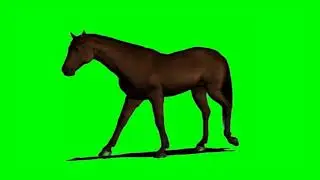 4k Horse walking Free Green Screen Animation |