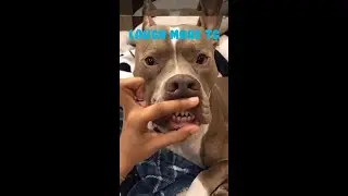 The friends never bear to grow up #6 - Funny dogs - Funny animal - Laugh more TG