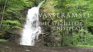 Wasseramsel - White throated Dipper