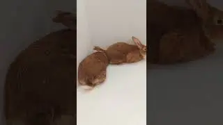 Залежалые кролики