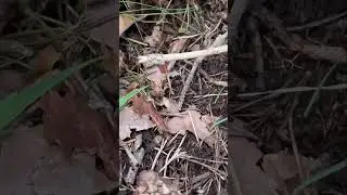BOLETUS PINICOLA EMPEZAMOS TEMPORADA 🍄😍