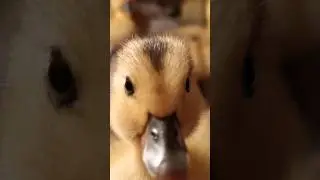 О привет, я тебя знаю #shorts #ducktales #summer #2024 #утки #прикол #юмор