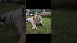 SQUISHY TIGERS
