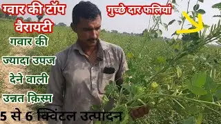 गवार की टॉप वैरायटी 👍 बारिश के सीजन का राजा 👍 ग्वार का बीज पहले से ही खरीद के रख ले