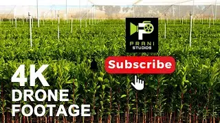 4k Nursery drone visuals / No copyright drone footage