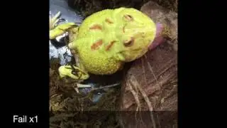 Pacman frog on mice