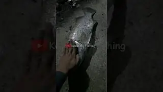 BARUSAN NAIK BARRAMUNDI BABON. MATANYA AJA BESAR