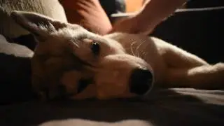 Sleepy husky puppy