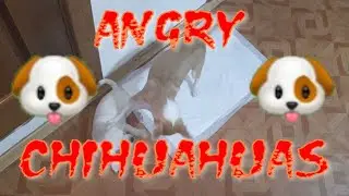 Teachable Moment: Watch This Angry Chihuahua Puppy Learn from Mom