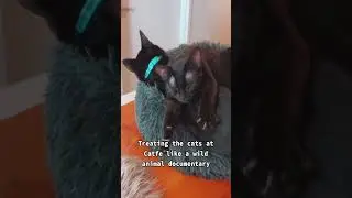 Exploring a Cat Paradise in Vancouver's International Village Mall! (Adoptable Cats)