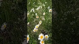 Ромашковый Июнь 24.