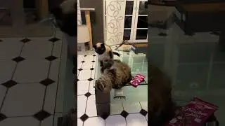 Маленькая драка перед сном #cat #котики #драки # животные
