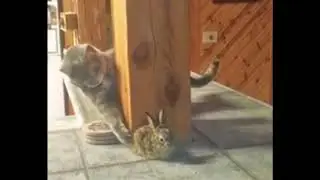 Cat & Bunny