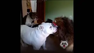 Видимо, бульдог здесь самый отважный.