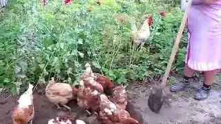 мурзик, фу! или сельская пастораль.