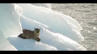 UN PUMA A LA DERIVA EN UN TÉMPANO EN SANTA CRUZ