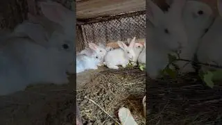🐇 КРОЛИКИ #кролики #деревня #шортс