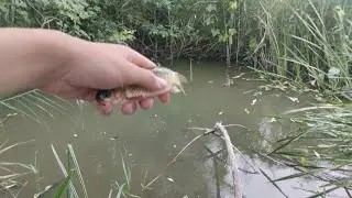 Ловля карася в дощ на паук в свої копанці #рибалка #fishing #карась #паукподъемник