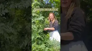 Do you know your poison hemlock from your cow parsley? Learn Conium maculatum #foraging #toxicplants