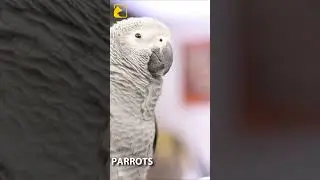 African Grey Parrots | Masters of Intelligence and Mimicry 🦜🧠