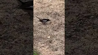 Bird catching a monster centipede 🪱 #shorts