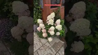 Обзор гортензий в моём саду: Литтл Лайм и Граффити.