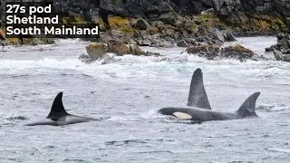 27s Orca Pod | Shetland South Mainland, Summer 2024 | Part 1