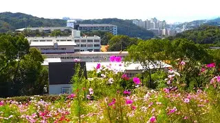 4K【神戸総合運動公園・コスモスの丘/2024】10/30(水)垂水区つつじが丘～