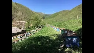 DAGESTAN - APIARY IN THE MOUNTAINS - KULI VILLAGE