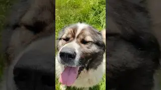 Кавказская овчарка в высокой траве #animal #собака #animaldog #животные #dog #doglover