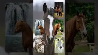 Beautiful horses