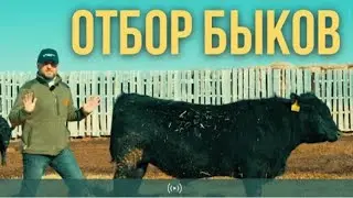КАК ПРАВИЛЬНО ПОДОБРАТЬ БЫКА – ПРОИЗВОДИТЕЛЯ? 