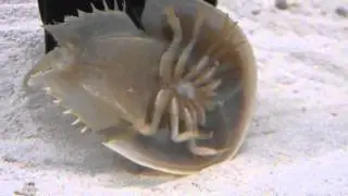Horseshoe crab aquarium eating and swimming