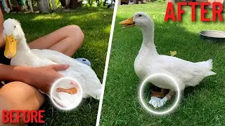 I HELPED A DUCK WALK ... 3D Printed FLEXIBLE Prosthetic Duck Foot