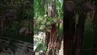 Subhanallah, 1 batang Pohon Pisang di Pamekasan berbuah 7 TANDAN
