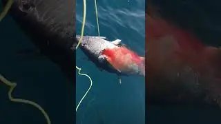 Тунец на поппер