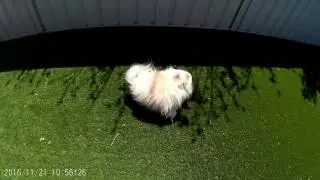 Dbpower EX5000 Action Camera video of backyard.