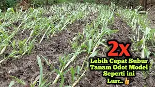 Terbaru Rumput odot lebih cepat tumbuh di banding sebelumnya || Cara tanam Rumput Odot Terbaru
