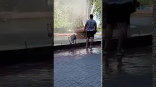 В центре Николаева бойцовских собак выгуливают без намордников