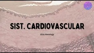 Histología Cardiovascular - its.histology