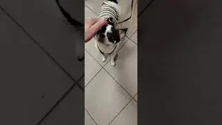 Такой милашка маленький 🥰 Чихуахуа ❤️