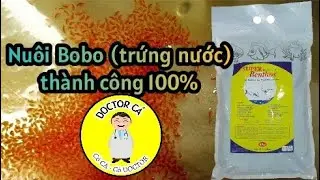 Cách tạo và nuôi BOBO( trứng nước) cho cá bảy màu.