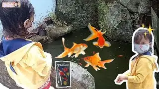 memberi makan ikan warna warni 💕 lagu ikan