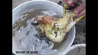 Как ЗАБИТЬ и РАЗДЕЛАТЬ КУРИЦУ самостоятельно.