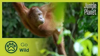 The Ancient Jungle: South East Asia & Borneo | Jungle Planet 2/26 | Go Wild