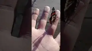 Красивая бабочка