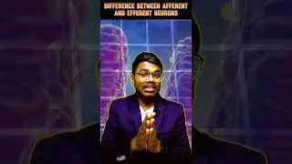 Difference Between Efferent Neuron and Afferent Neuron 
